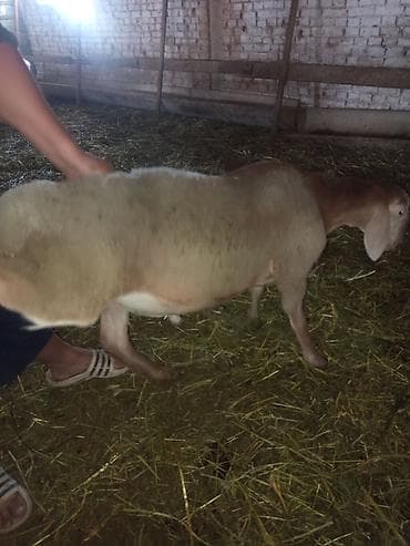 Продаю | Ягненок | Полукровка | На забой at lalafo.kg Продаю | Ягненок | Полукровка | На забой
