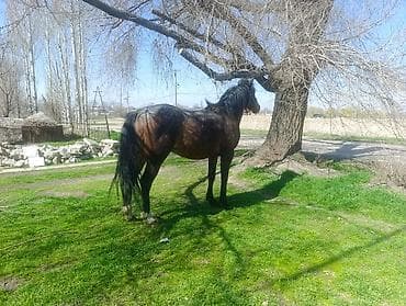 Продаю | Конь (самец) | Для разведения, Рабочий at lalafo.kg Продаю | Конь (самец) | Для разведения, Рабочий