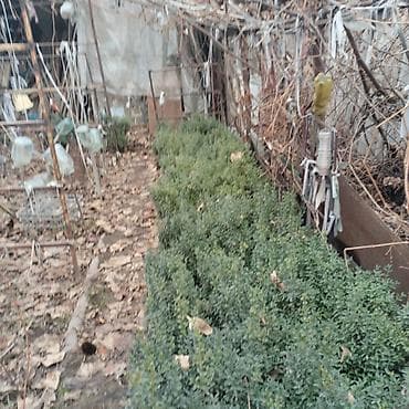 Самшит: Саженцы декоративных растений для озеленения участка и живых lalafo.kg да — 1 Самшит: Саженцы декоративных растений для озеленения участка и живых — 1