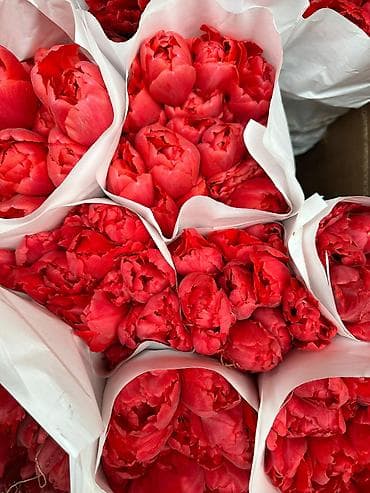 Продаём ОПТОМ ТЮЛЬПАНЫ по цене 100 сом. Голландский сорт! Звоните и at lalafo.kg Продаём ОПТОМ ТЮЛЬПАНЫ по цене 100 сом. Голландский сорт! Звоните и