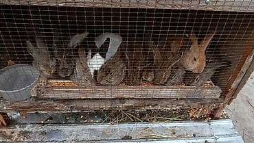 Продаю кроликов (бельгийский фландер) at lalafo.kg Продаю кроликов (бельгийский фландер)