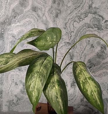 Продаю диффенбахии. Диффенбахия чистит воздух, помогая удалять из at lalafo.kg Продаю диффенбахии. Диффенбахия чистит воздух, помогая удалять из