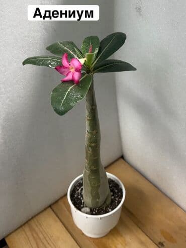 Аденуим obesum с бутонами . Роза пустыни) Пересадка не требуется at lalafo.kg Аденуим obesum с бутонами . Роза пустыни) Пересадка не требуется