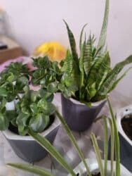 Комнатные растения в горшках (набор) по 500 сом либо всё за 1500 - at lalafo.kg Комнатные растения в горшках (набор) по 500 сом либо всё за 1500 -