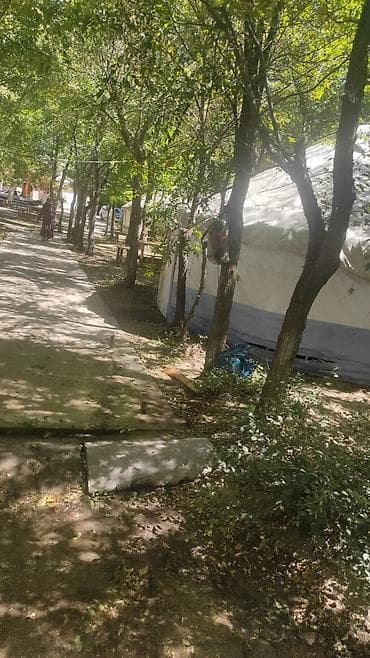 Рассада клубники садовой молодой сад - Сорт крупноплодный, ягоды at lalafo.kg Рассада клубники садовой молодой сад - Сорт крупноплодный, ягоды