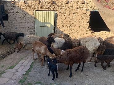 Продаю | Овца (самка) | Для разведения | Матка at lalafo.kg Продаю | Овца (самка) | Для разведения | Матка