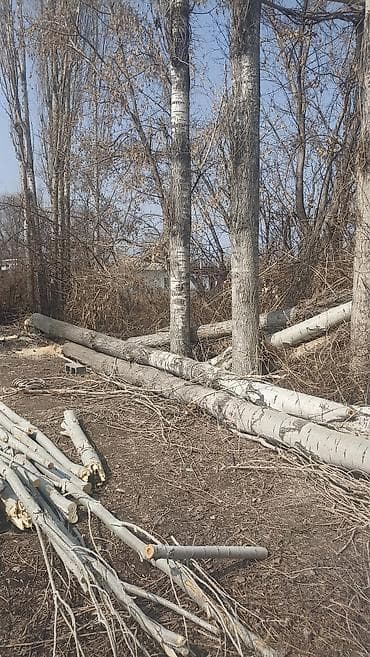 Өрт жабдуулары: Отун Терек, Өзү алып кетүү lalafo.kg да — 1 Өрт жабдуулары: Отун Терек, Өзү алып кетүү — 1