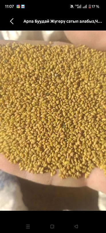 2 тонны бар срочно сатам - Культура: люцерна. - Тип: семенной мат at lalafo.kg 2 тонны бар срочно сатам - Культура: люцерна. - Тип: семенной мат