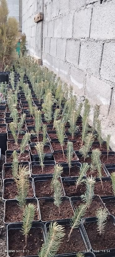 Голубой ел көчөттөрү . 600 шт даяр горошокто . 350 сомдон . баарын at lalafo.kg Голубой ел көчөттөрү . 600 шт даяр горошокто . 350 сомдон . баарын