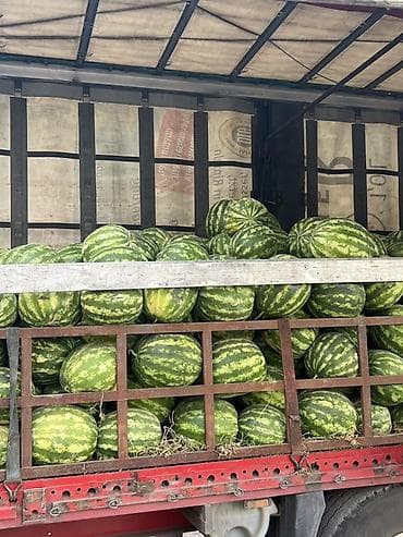 Арбузы Оптом, Самовывоз, Платная доставка at lalafo.kg Арбузы Оптом, Самовывоз, Платная доставка