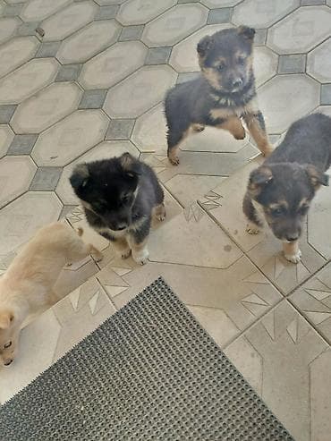 Щенки отдам в хорошие руки at lalafo.kg — 2 Щенки отдам в хорошие руки — 2