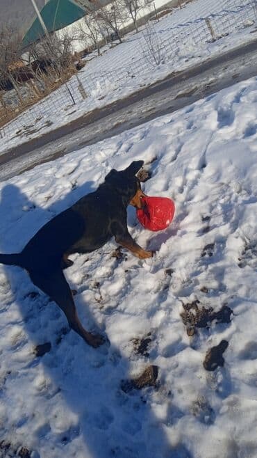 Ягдтерьер, 2 года, Самец, С прививкой at lalafo.kg Ягдтерьер, 2 года, Самец, С прививкой