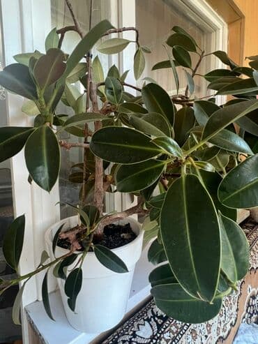 Фикус трёх летний взрослый at lalafo.kg Фикус трёх летний взрослый