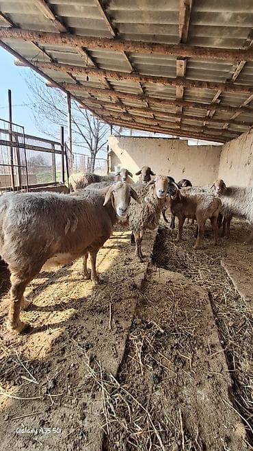 Продаю | Овца (самка) | Для разведения | Матка at lalafo.kg Продаю | Овца (самка) | Для разведения | Матка
