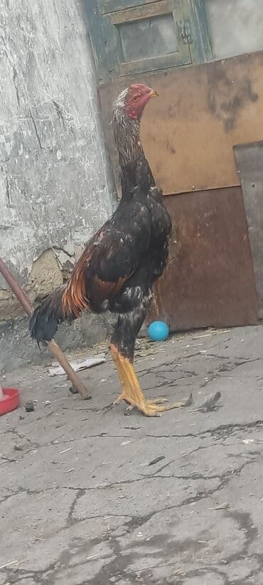 Продаю | Куры | Бойцовая | Для разведения at lalafo.kg Продаю | Куры | Бойцовая | Для разведения