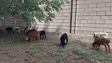 Продаю | Овца (самка), Ягненок | Для разведения | Ярка at lalafo.kg Продаю | Овца (самка), Ягненок | Для разведения | Ярка