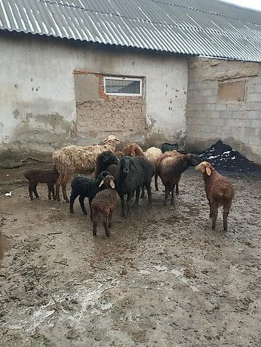 Продаю | Овца (самка), Ягненок at lalafo.kg Продаю | Овца (самка), Ягненок