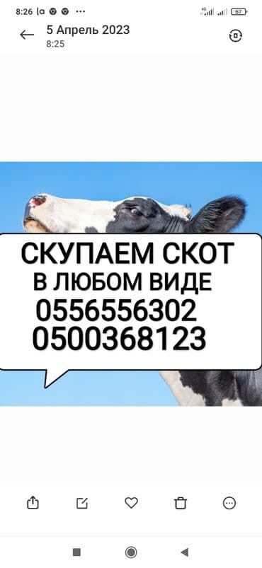 ферма: Сатып алам | Уйлар, букалар, Жылкылар, аттар | Күнү-түнү, Бардык шартта, Союлган lalafo.kg да ферма: Сатып алам | Уйлар, букалар, Жылкылар, аттар | Күнү-түнү, Бардык шартта, Союлган