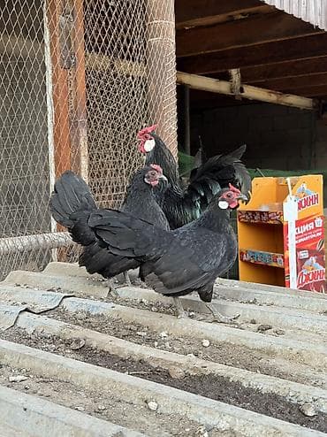 Продам декоративных карликов кур петух at lalafo.kg Продам декоративных карликов кур петух