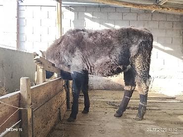 Продаю | Тёлка, Музоо, торпок | Для разведения, На откорм, Для молока at lalafo.kg Продаю | Тёлка, Музоо, торпок | Для разведения, На откорм, Для молока