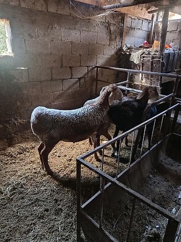 Продаю | Баран (самец) | На забой | Котные at lalafo.kg Продаю | Баран (самец) | На забой | Котные