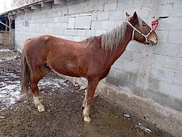 Продаю | Жеребец | Полукровка | Конный спорт | Мерин at lalafo.kg Продаю | Жеребец | Полукровка | Конный спорт | Мерин