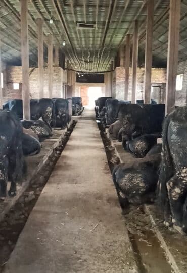 Сдаю сарай для откорма КРСна 70 голов на длительный срок .Есть все at lalafo.kg Сдаю сарай для откорма КРСна 70 голов на длительный срок .Есть все