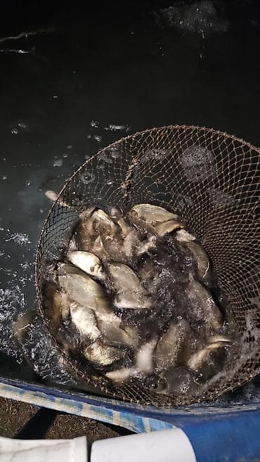Срочно продаю малька карпа и сазана весом от 25 грамм до 100 грамм at lalafo.kg Срочно продаю малька карпа и сазана весом от 25 грамм до 100 грамм