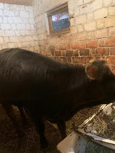 Продаю | Тёлка | Швицкая at lalafo.kg Продаю | Тёлка | Швицкая