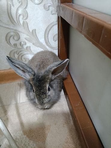 Шиншиллалар: Кролики декоративные Типы окраса: один кролик серо-бурого окраса с lalafo.kg да — 1 Шиншиллалар: Кролики декоративные Типы окраса: один кролик серо-бурого окраса с — 1
