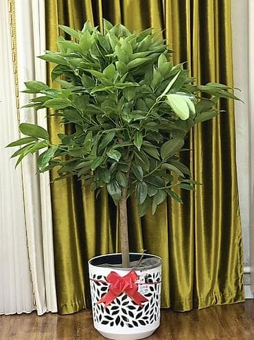 Антуриумдар: Напольное декоративное дерево в дизайнерском кашпо - Высокое lalafo.kg да — 1 Антуриумдар: Напольное декоративное дерево в дизайнерском кашпо - Высокое — 1