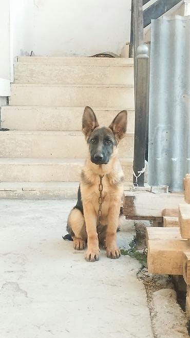 Немецкая овчарка, 5 месяцев, Самка at lalafo.kg Немецкая овчарка, 5 месяцев, Самка