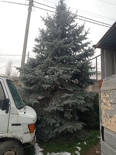 Ель голубая (Picea pungens, Blue Spruce) - Высота ориентировочно 5–7 at lalafo.kg Ель голубая (Picea pungens, Blue Spruce) - Высота ориентировочно 5–7