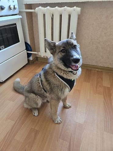 Собака даром: Дворняжка, 1 год, Самец, С прививкой at lalafo.kg Собака даром: Дворняжка, 1 год, Самец, С прививкой