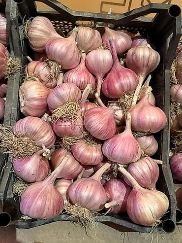 Чеснок Оптом at lalafo.kg Чеснок Оптом