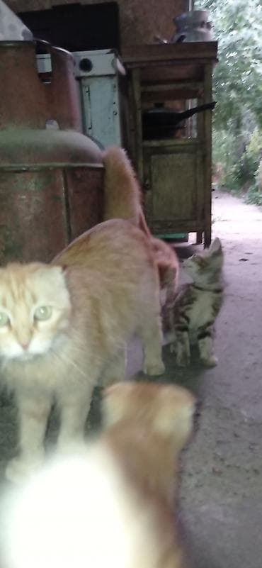 Котята от шотландской вислоухой кошки,2 месяца,кушают сами,к лотку lalafo.kg да Котята от шотландской вислоухой кошки,2 месяца,кушают сами,к лотку