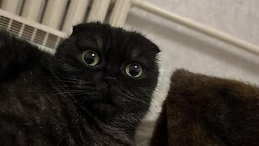 СРОЧНО СРОЧНО ПРОДАМ девочка Шотландская вислоухая кошка, окрас at lalafo.kg СРОЧНО СРОЧНО ПРОДАМ девочка Шотландская вислоухая кошка, окрас