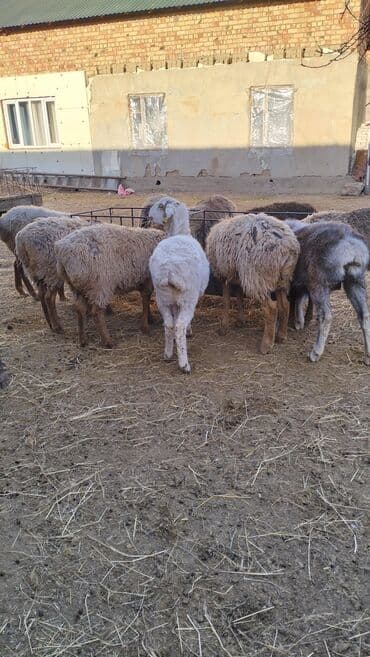 Продаю | Овца (самка) | На забой | Ярка at lalafo.kg Продаю | Овца (самка) | На забой | Ярка