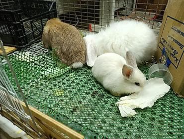 Продам Кролики 3штуки вместе с клеткой породы разные возраст тоже at lalafo.kg Продам Кролики 3штуки вместе с клеткой породы разные возраст тоже