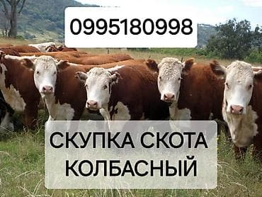 Колбасный цех: коровы, быки, лошади, кони
Круглосуточно at lalafo.kg Колбасный цех: коровы, быки, лошади, кони
Круглосуточно