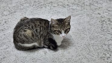 Кошка даром: Беспородная, Девочка at lalafo.kg Кошка даром: Беспородная, Девочка