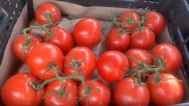 Помидоры Красные at lalafo.kg Помидоры Красные