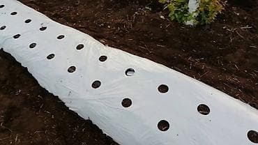 Жылыткычтарды оңдоо: #пленка клубничная мульчирующая ПРЕМИУМ-ОРИГИНАЛ длина - 1 000 метр lalafo.kg да — 4 Жылыткычтарды оңдоо: #пленка клубничная мульчирующая ПРЕМИУМ-ОРИГИНАЛ длина - 1 000 метр — 4