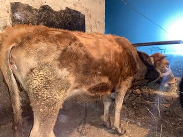 Tank: Сатам | Бука (эркек) | Бордоп семиртүү үчүн | Байланган lalafo.kg да — 4 Tank: Сатам | Бука (эркек) | Бордоп семиртүү үчүн | Байланган — 4