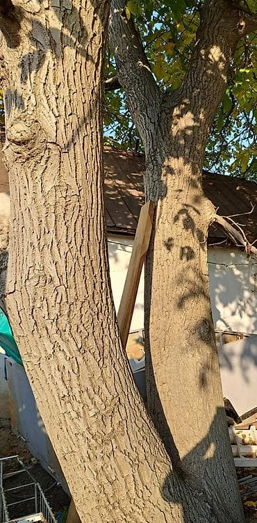 Продаю ореховые деревья 3 шт. на распил, многолетние большие. Цена at lalafo.kg Продаю ореховые деревья 3 шт. на распил, многолетние большие. Цена