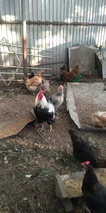 Продается годоваловые 6 петухов, можно на мясо или на развод at lalafo.kg Продается годоваловые 6 петухов, можно на мясо или на развод