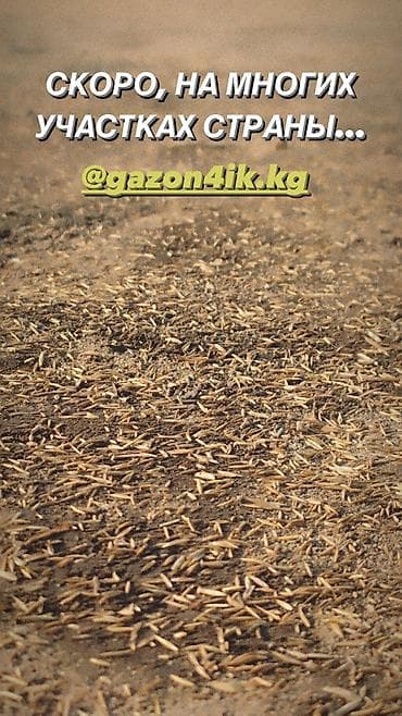 Продаю СЕМЕНА ГАЗОНА (производство Дания, DLF)🇩🇰🇰🇬 Следующие виды at lalafo.kg — 9 Продаю СЕМЕНА ГАЗОНА (производство Дания, DLF)🇩🇰🇰🇬 Следующие виды — 9