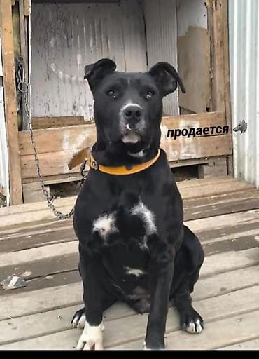 Питбуль, 7 месяцев, Самка, С прививкой at lalafo.kg Питбуль, 7 месяцев, Самка, С прививкой