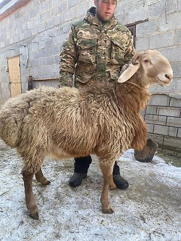 Продаю | Овца (самка) | Для разведения | Матка at lalafo.kg Продаю | Овца (самка) | Для разведения | Матка