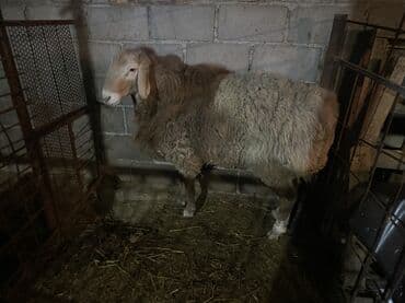 Продаю | Баран (самец) | Для разведения, На забой | Осеменитель at lalafo.kg Продаю | Баран (самец) | Для разведения, На забой | Осеменитель